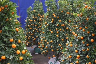 kumquat tree